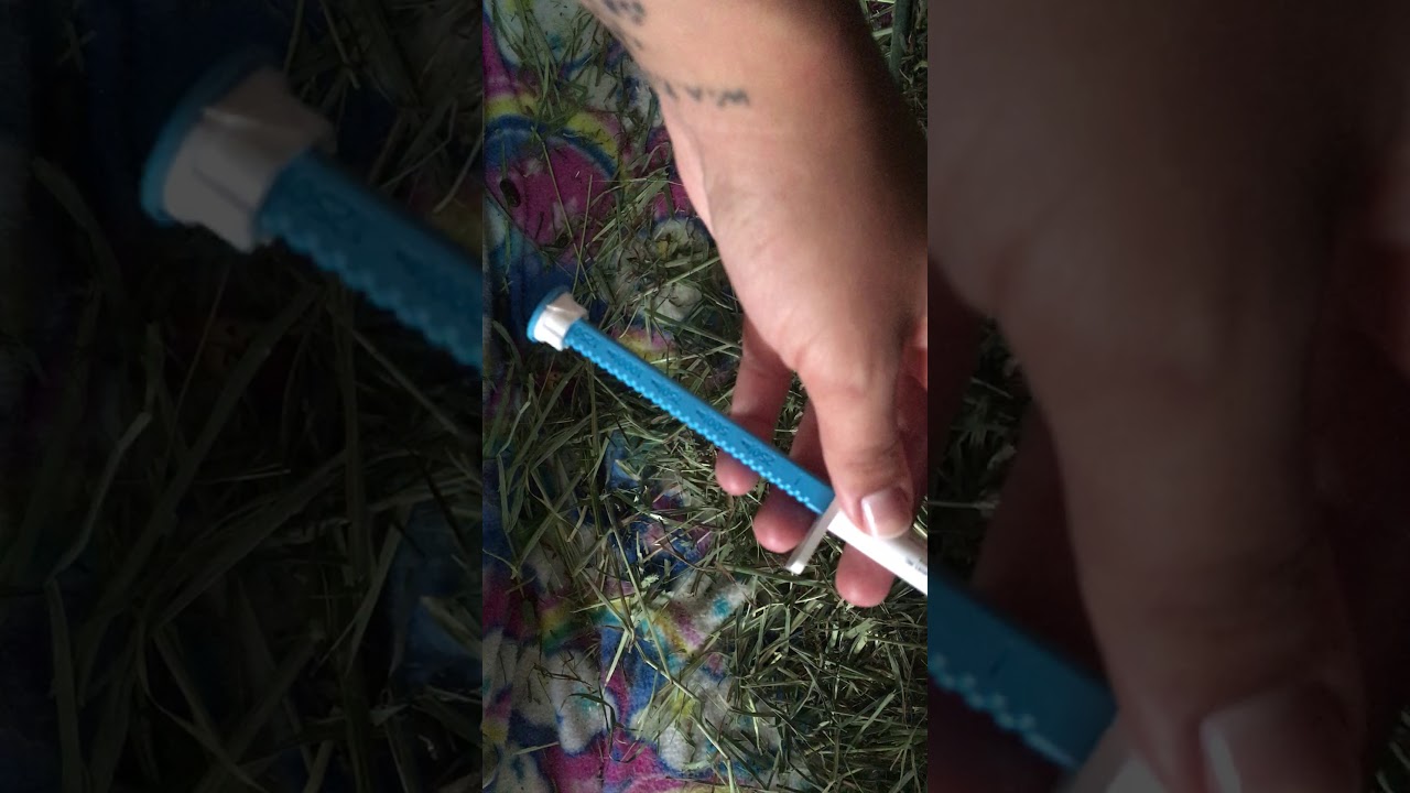 Guinea pig preventative treatment with Ivermectin