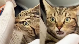 Cats That Messed Up Big Time (Funny Cat Videos 2021 #1)