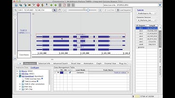 Zooming in Integrated Genome Browser