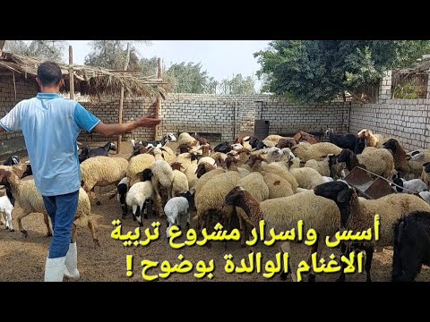 أسس وأسرار الربح من مشروع تربية الاغنام الوالدة بوضوح