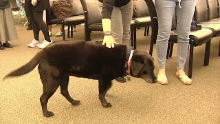 Farewell to courthouse companion Ramona: Beloved black lab retires after years of service
