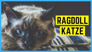 RAGDOLL KATZE  Charakter und Besonderheiten