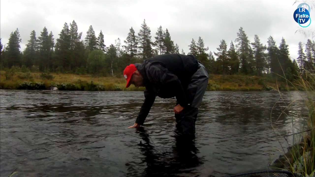 FiskeFilm2016 Mistra, Renaelva, Femundselva, Randselva