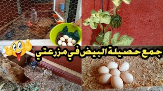 مشروع تربية الدجاج على سطح المنزل،جمع البيض حصيلة أسبوع