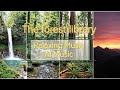 The Forest Library: 6 mins of Deep Focus Nature Sounds and AI music #naturallife 