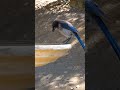 California Scrub-Jay🐦Fledgling First Sip #californiascrubjay
