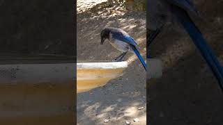 California Scrub-Jay🐦Fledgling First Sip #californiascrubjay