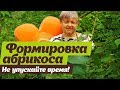 Как формировать абрикос летом