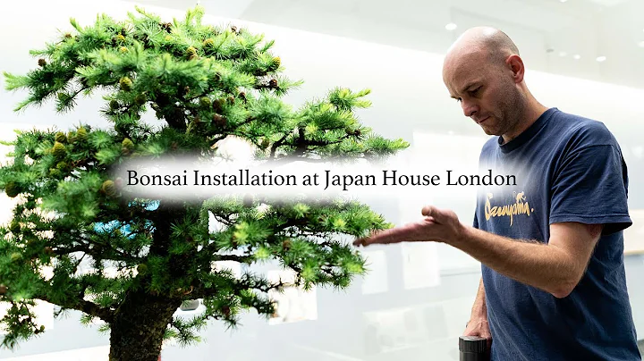 Bonsai Installation at Japan House London (2018)