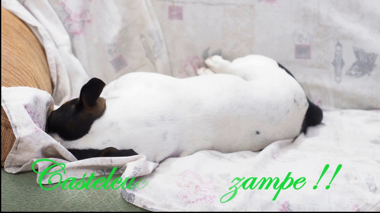 Castelcucco a 6 zampe