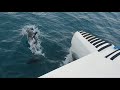 Адлер 2020 Встреча с дельфинами и купания в открытом море