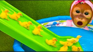 Baby Monkey watches the ducklings rolling down the slide and swim in the pool
