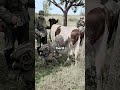 Why This Soldier Pretended to Be a Cow