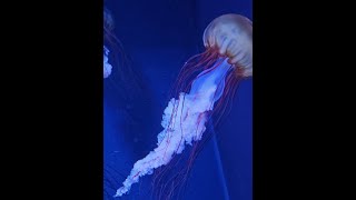 Sumida Aquarium Tokyo - Jellyfish