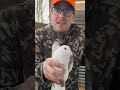 These Birds Can Fly 1,000 Miles to Get Home! #farmlife #farm #animals