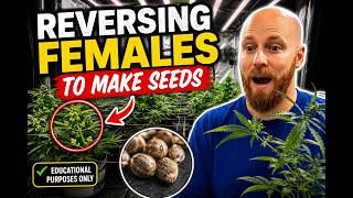 Revered Femenized Plants to make SEEDS