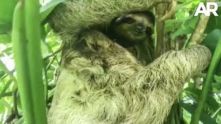 Rescatan A Oso Perezoso Bebe Y Lo Reunen Con Su Mama Youtube Rescatan A Oso Perezoso Bebe Y Lo Reunen Con Su Mama Youtube