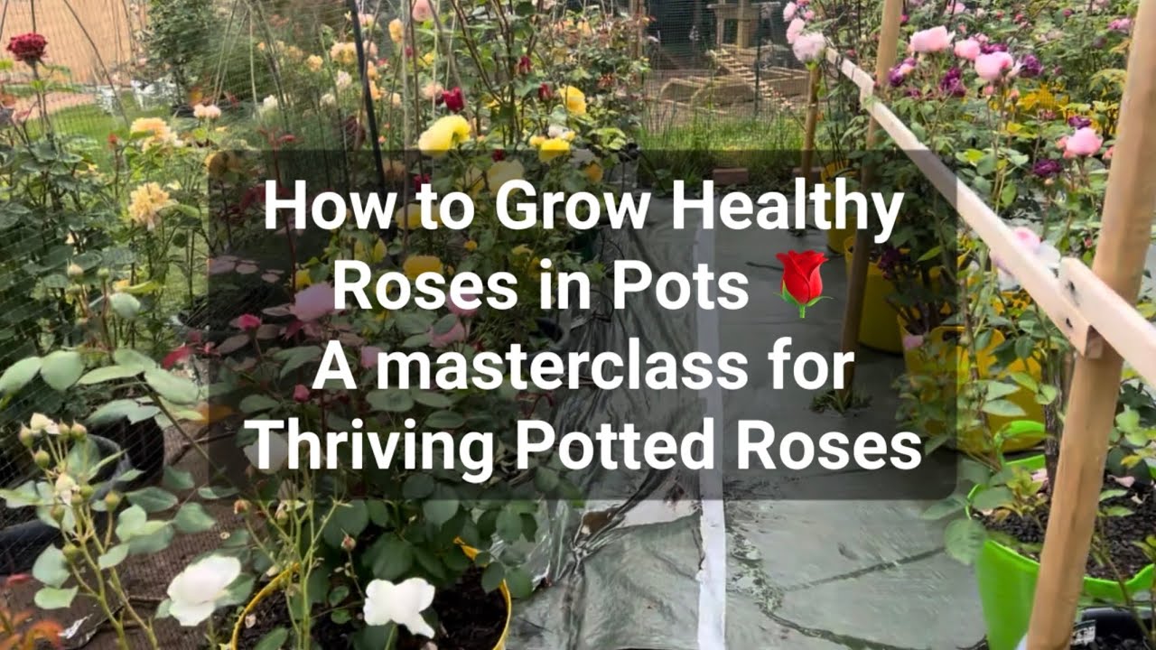 Как вырастить здоровые розы в горшках 🌹 | Мастер-класс по выращиванию процветающих роз в горшках