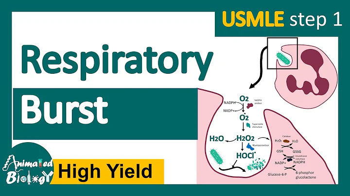 Respiratory Burst | Respiratory Burst Mechanism | What activates respiratory burst? |USMLE step 1