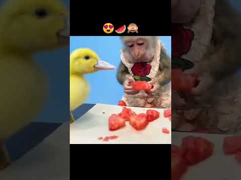 شوف القرد والبطة