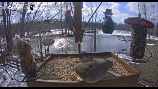 Red-bellied WP rules the patio   16 21 Video 2017 03 22 162555