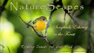 🎧 BIRDS SINGING IN THE FOREST - Relaxing Sounds of Songbirds and Water to help Sleep & Study by Sounds by Knight 17,270 views 7 years ago 1 hour, 10 minutes