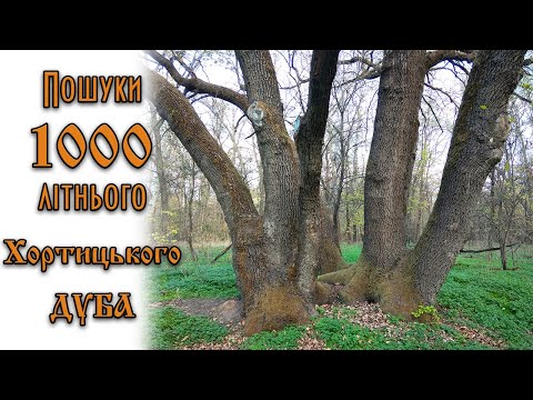 1000-літній Хортицький дуб.