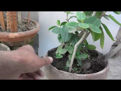 How To Katakataka Plant Re Potting  Patharchatta Plant 