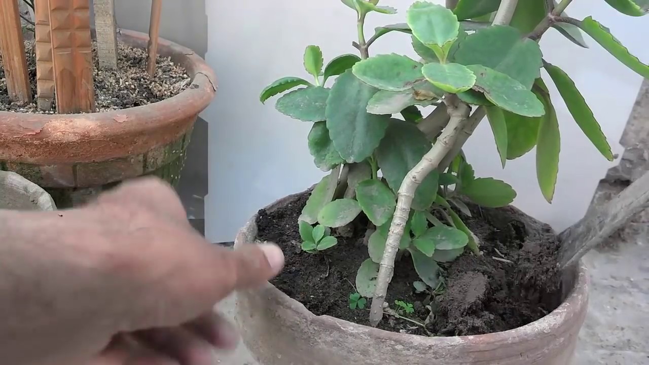 How To Katakataka Plant Re Potting Patharchatta Plant Urdu Hindi Youtube