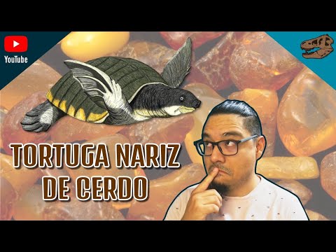 Tortuga nariz de cerdo ¿en México?