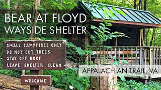 Bear activity at Floyd Wayside Shelter just North of Shenandoah National Park - Appalachian Trail VA