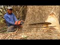 Amazing… cut down 3 trembesi trees fast &amp; easy ‼️