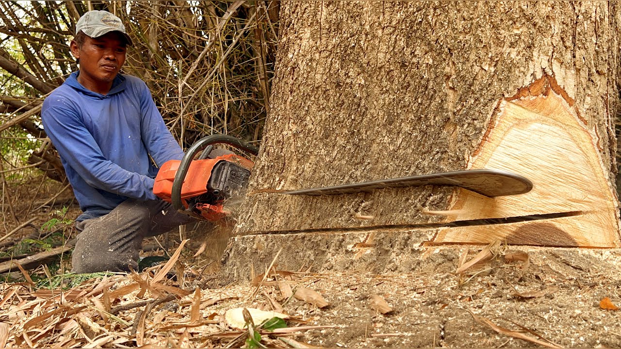 Amazing… cut down 3 trembesi trees fast & easy ‼️ - YouTube