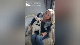 French Bulldog realistic plush toy (made to order) screenshot 3