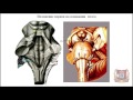 Обзор черепных нервов: I-IV; VI; VIII; XI; XII