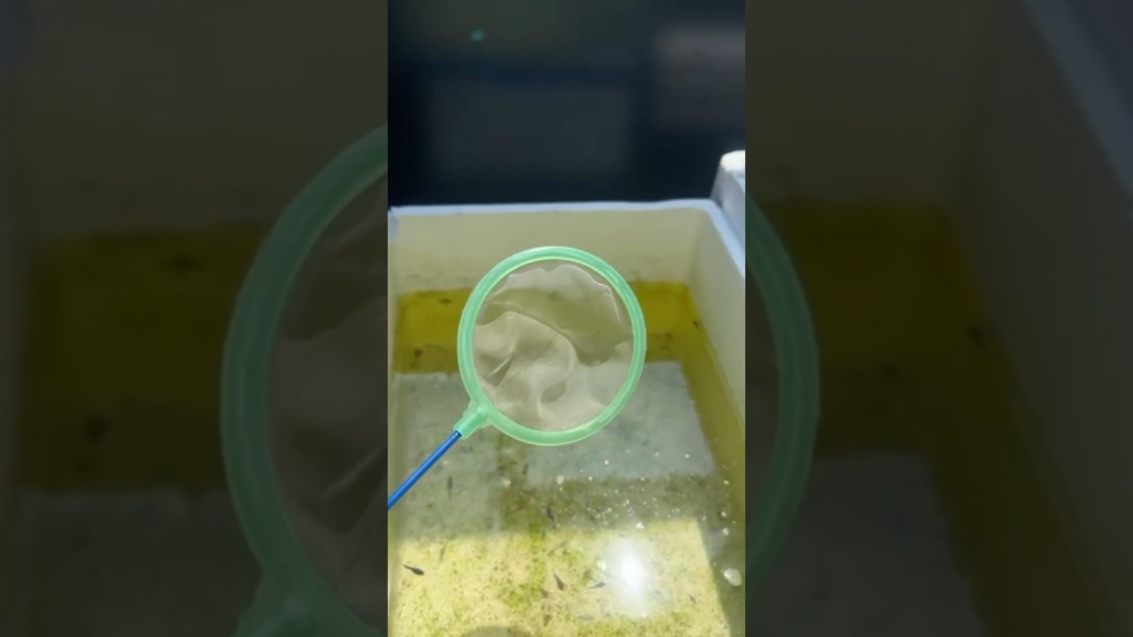 Egg yolk? Yes can 👌 