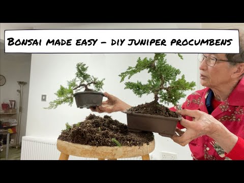 Video: Juniper -bonsai: Hoe Om Chinese, Tuin- En Cossack -bonsai Van Gewone Jenewer Te Maak? Kenmerke Van Tuisversorging