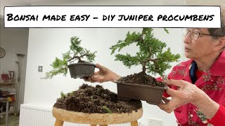 Bonsai Made Easy  DIY Juniper Procumbens