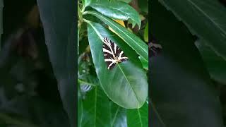 My Own JTM! #urbangarden #gardennature