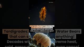 Tardigrades : Tiny 8-Legged Water Bears That Survive Extreme Conditions & Even Space