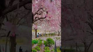 Branch Brook Park, NJ Cherry Blossom 2023 #newjersey #branchbrookpark #cherryblossom