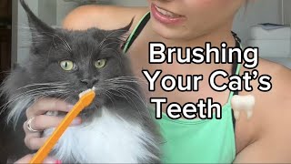 Cats Need Toothbrushes Too by The Lexi Bunch 46 views 7 days ago 1 minute, 14 seconds