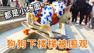 #SkateboardingDog Descends Stairs  Wows Crowd  No Tumble! #Cute #FunnyDog #Trick