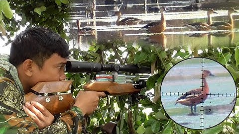 HUNTING BELIBIS MERAH DI SPOT TAMBAK MUARA, TARGET MELIMPAH