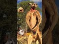 😱 This Kangaroo Can Punch Harder Than You Think! 🦘 #usa #shorts