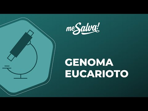 Vídeo: Todos os genes eucarióticos são colineares?