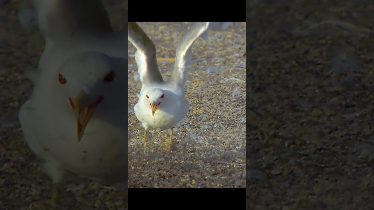 For birds, this place is truly a paradise, with an endless supply of food. 