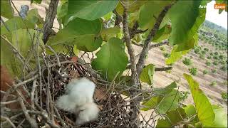 Review the behavior of the baby shikra before it died.#beautifulbirds  #shikra #lovelybride