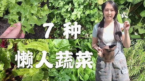 【菜園子10】7種懶人蔬菜--種菜必備的幾種菜 | 7 easy grown vegetables | 逛菜園 - 天天要聞