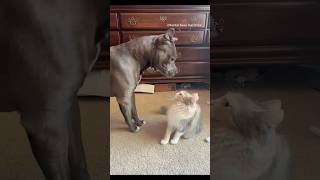 Drama Level: Dog. Sass Level: Cat 🐾🐱 #foryou #funny #foryou #pets #funnycute #dog #funnymoment